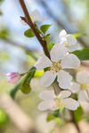 苹果花