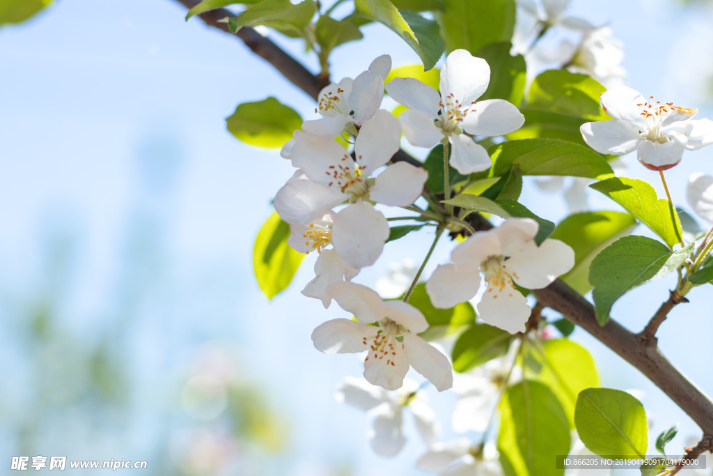 苹果花