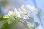 苹果花