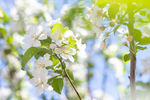 苹果花