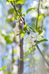 苹果花
