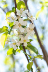 苹果花