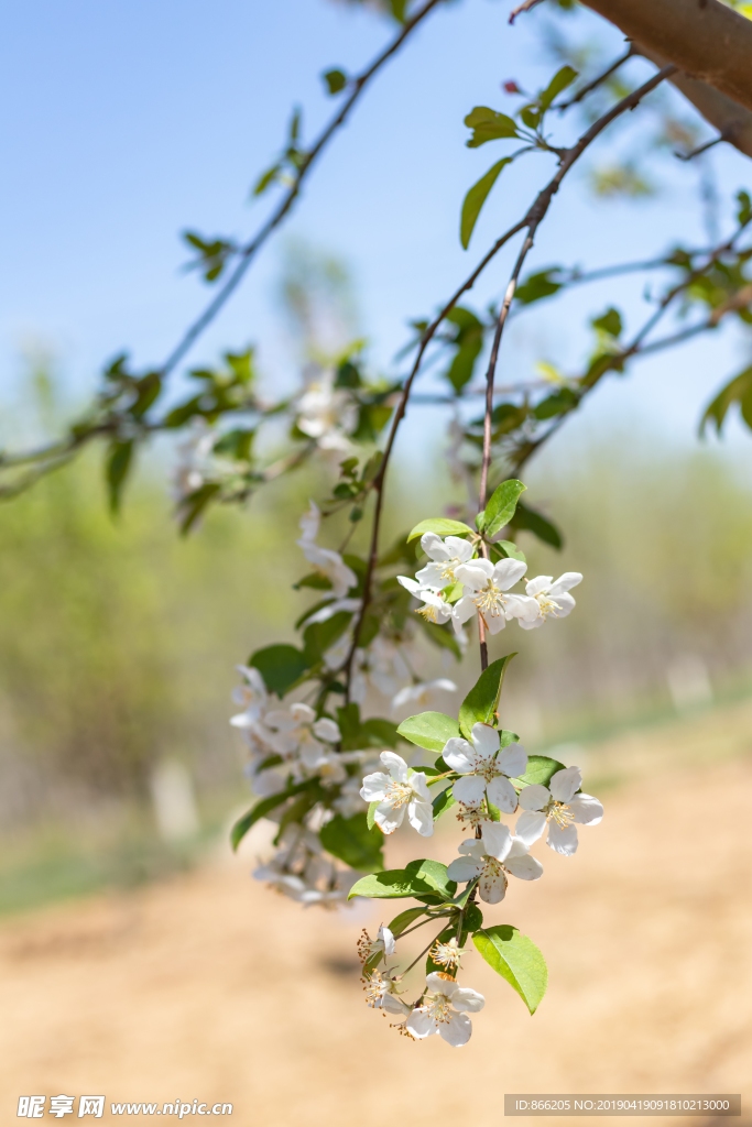 苹果花