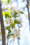 苹果花