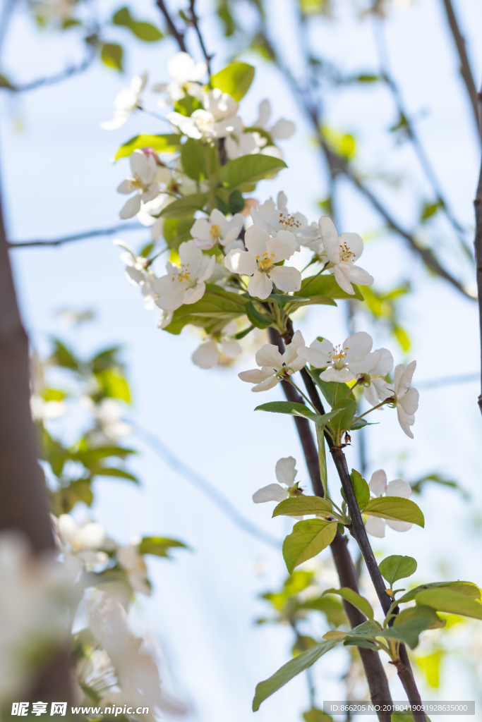 苹果花