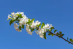 苹果花