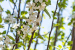 苹果花