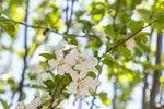 苹果花