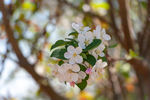 苹果