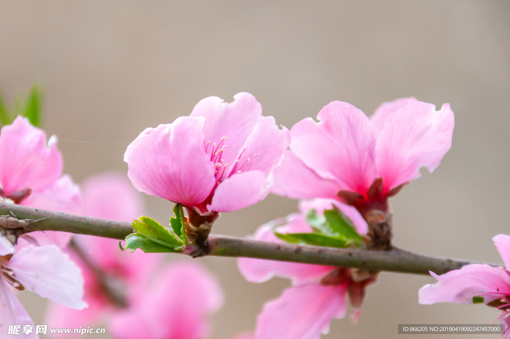 桃花