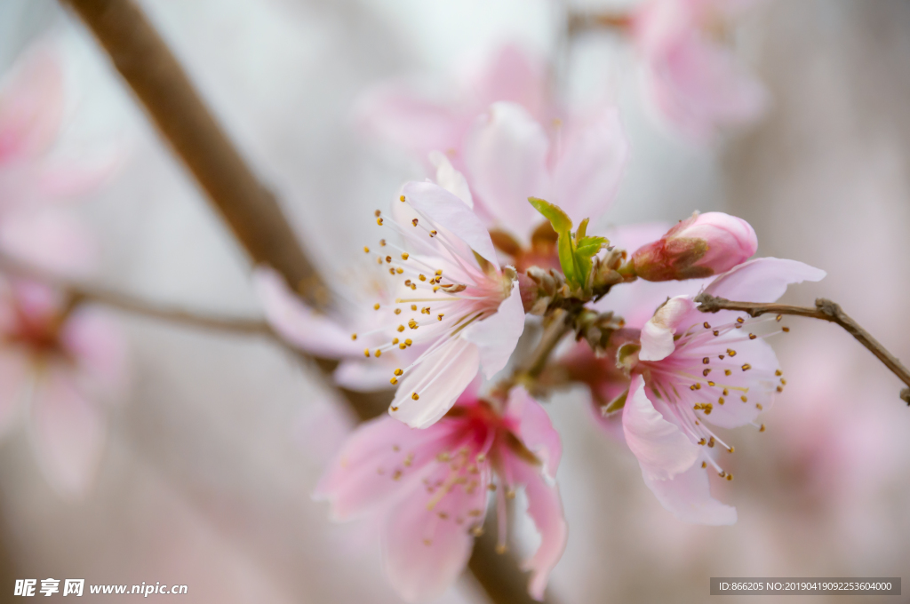 桃花