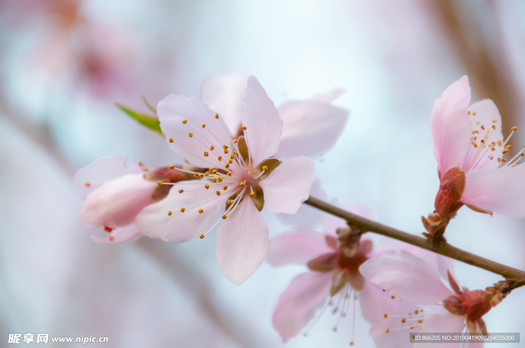 桃花