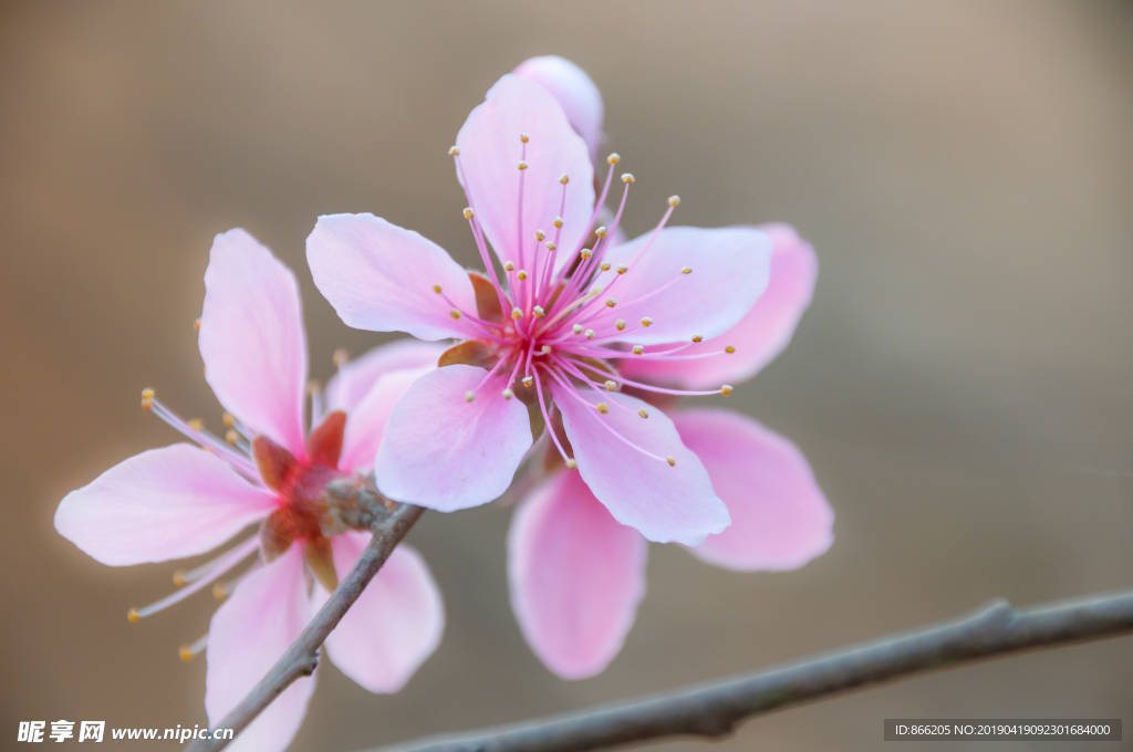 桃花