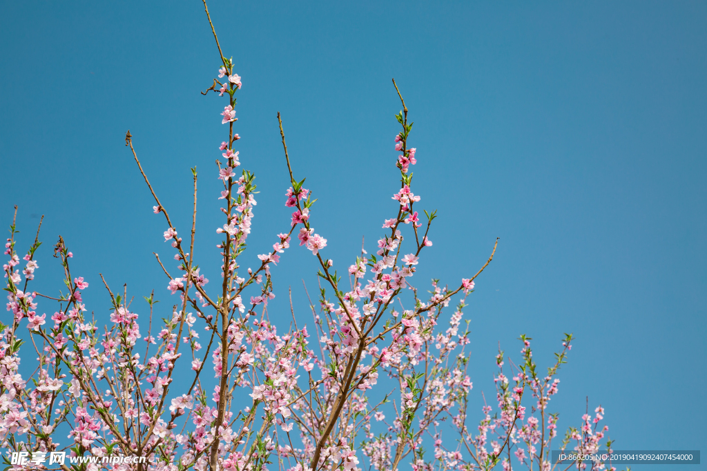 桃花