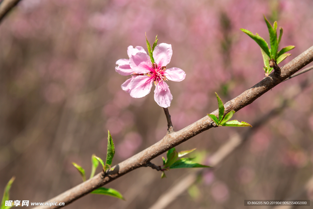 桃花