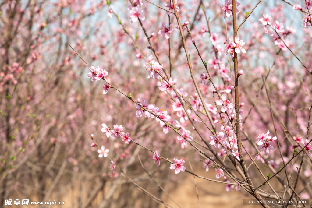 桃花