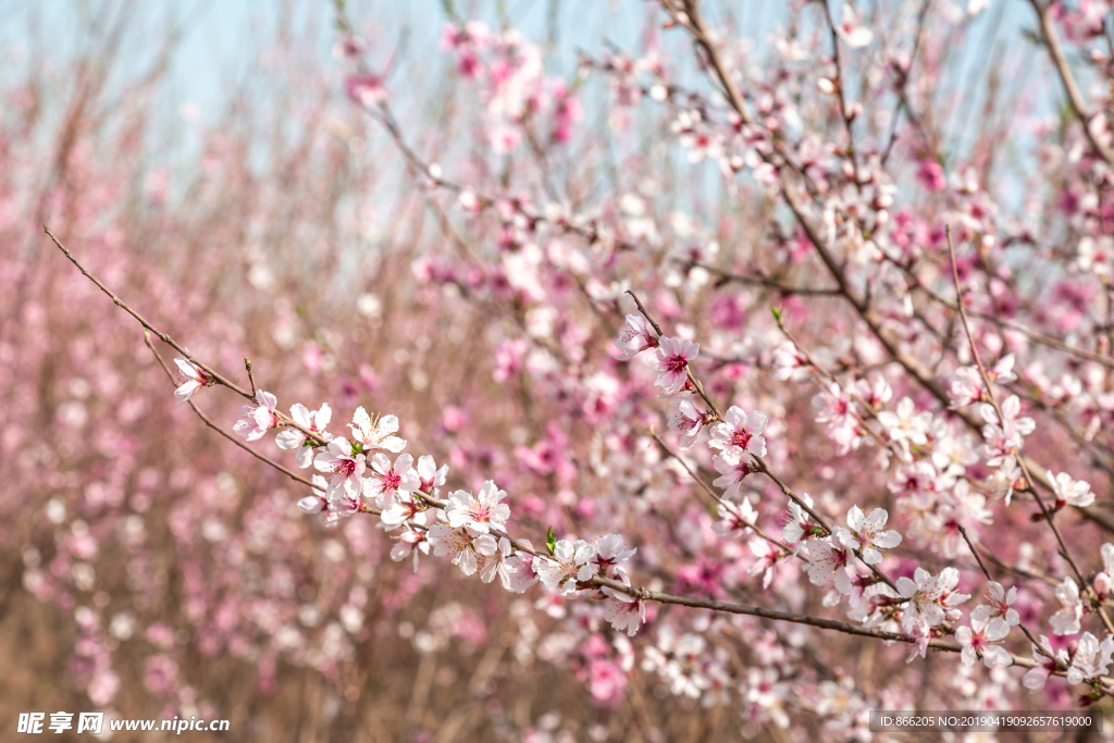 桃花