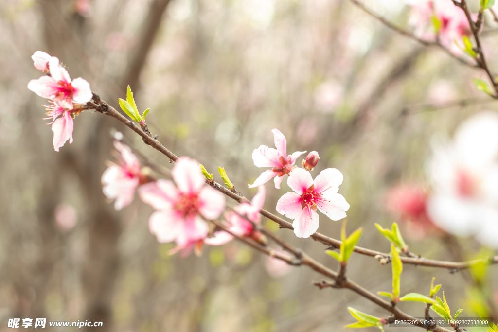 桃花