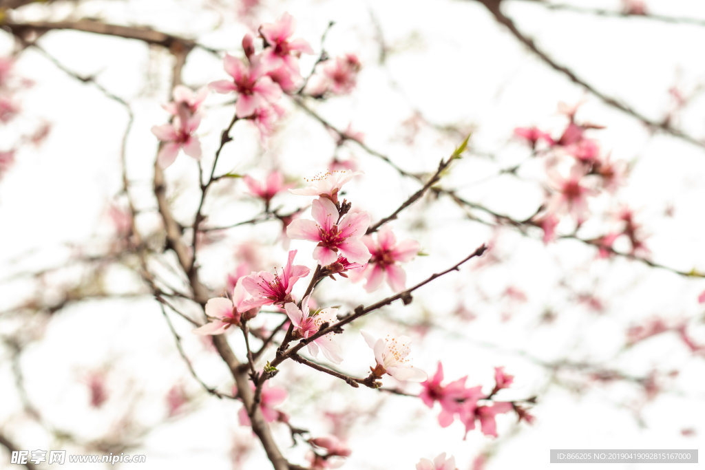 桃花