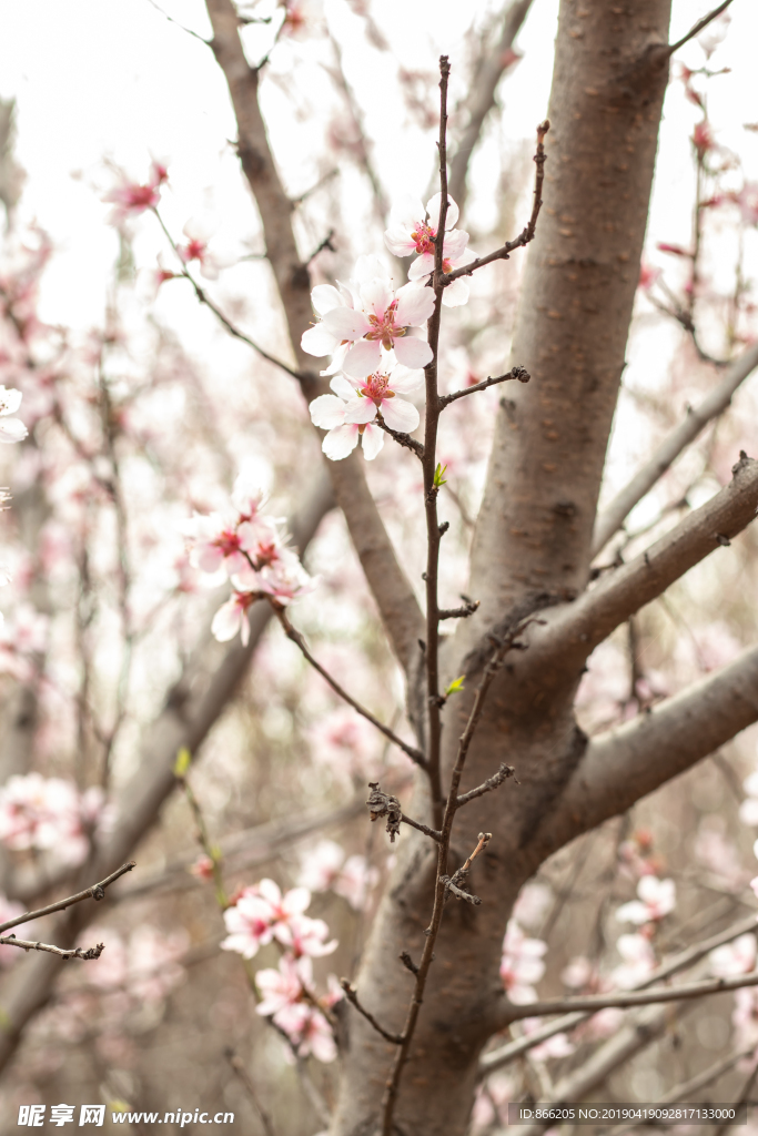 桃花
