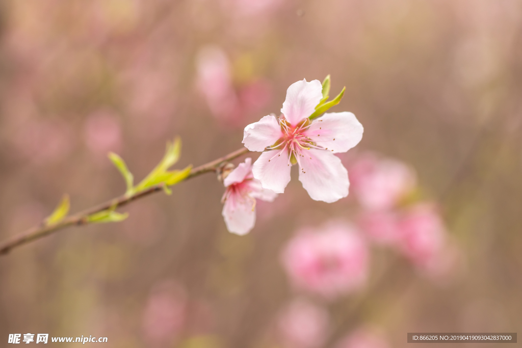 桃花