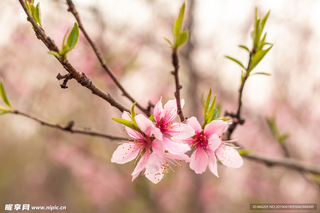 桃花