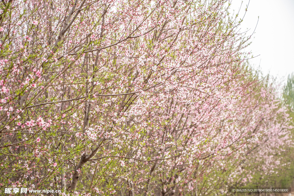桃花