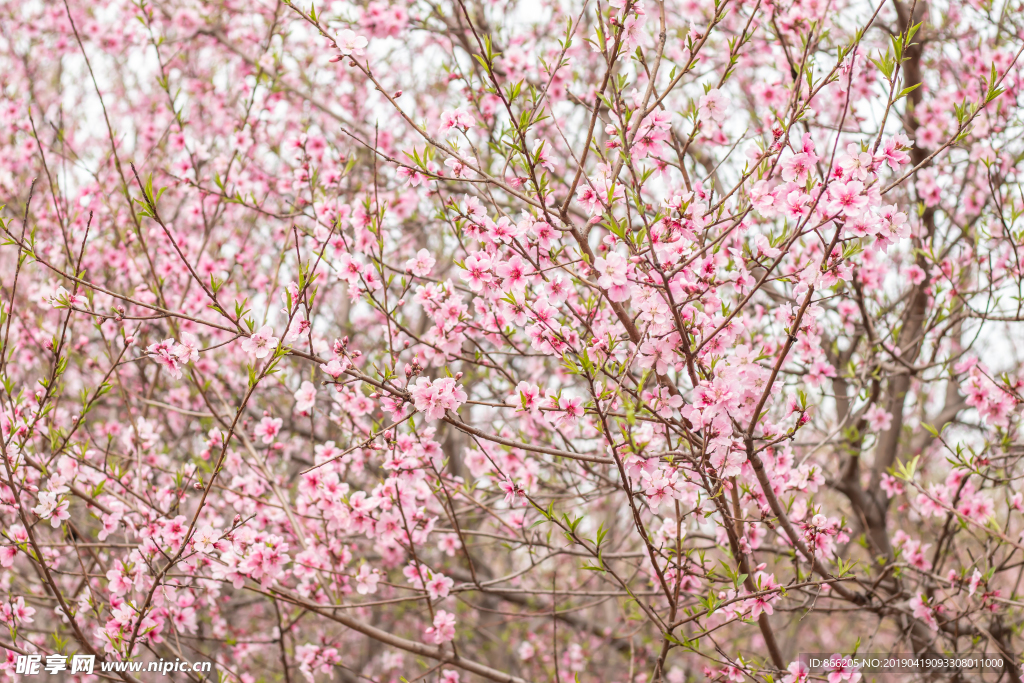 桃花