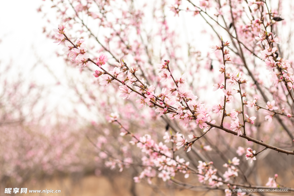 桃花