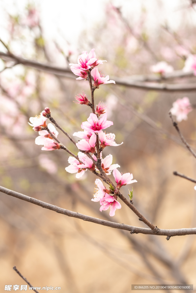 桃花