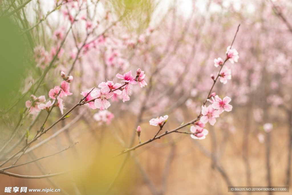 桃花