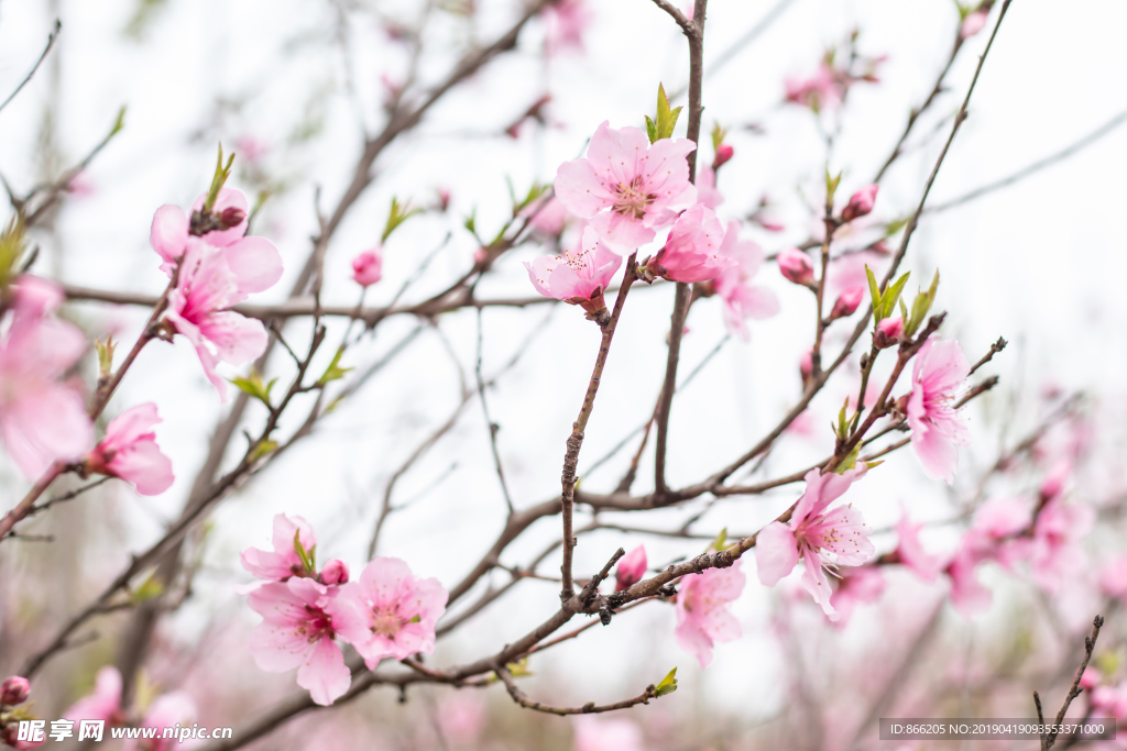 桃花