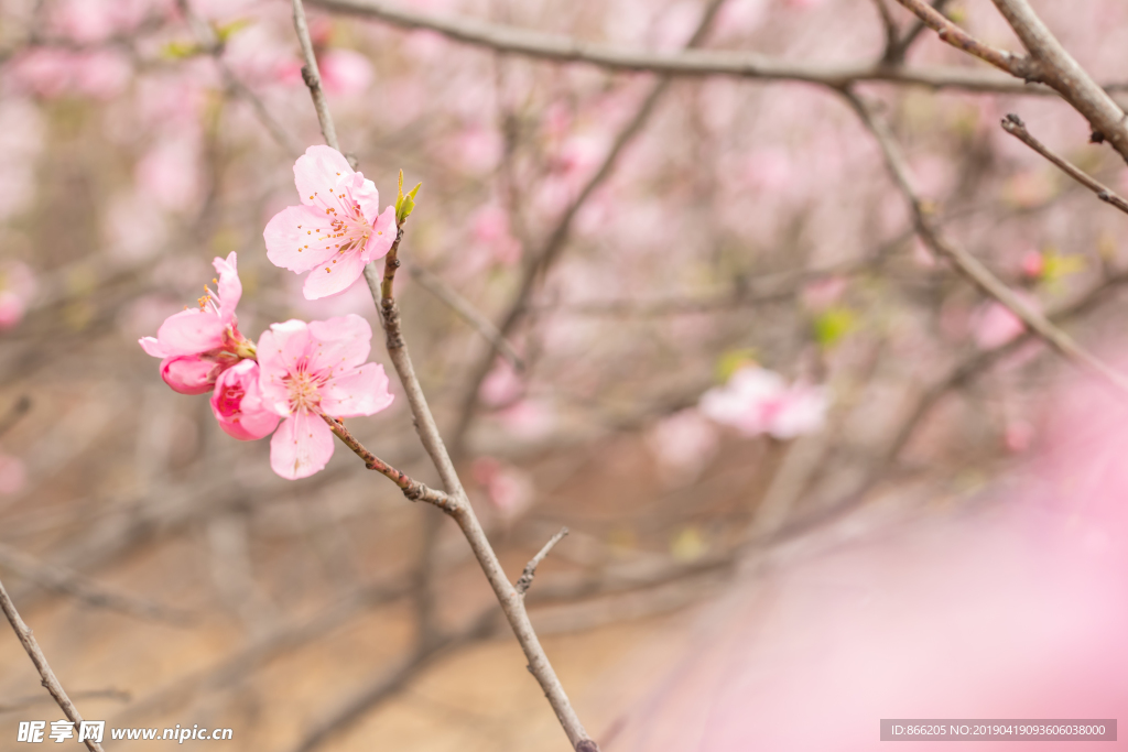 桃花