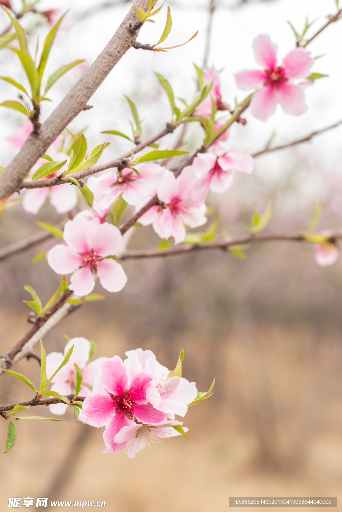 桃花