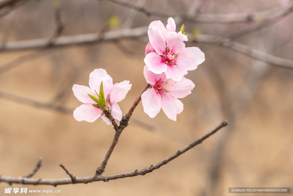 桃花