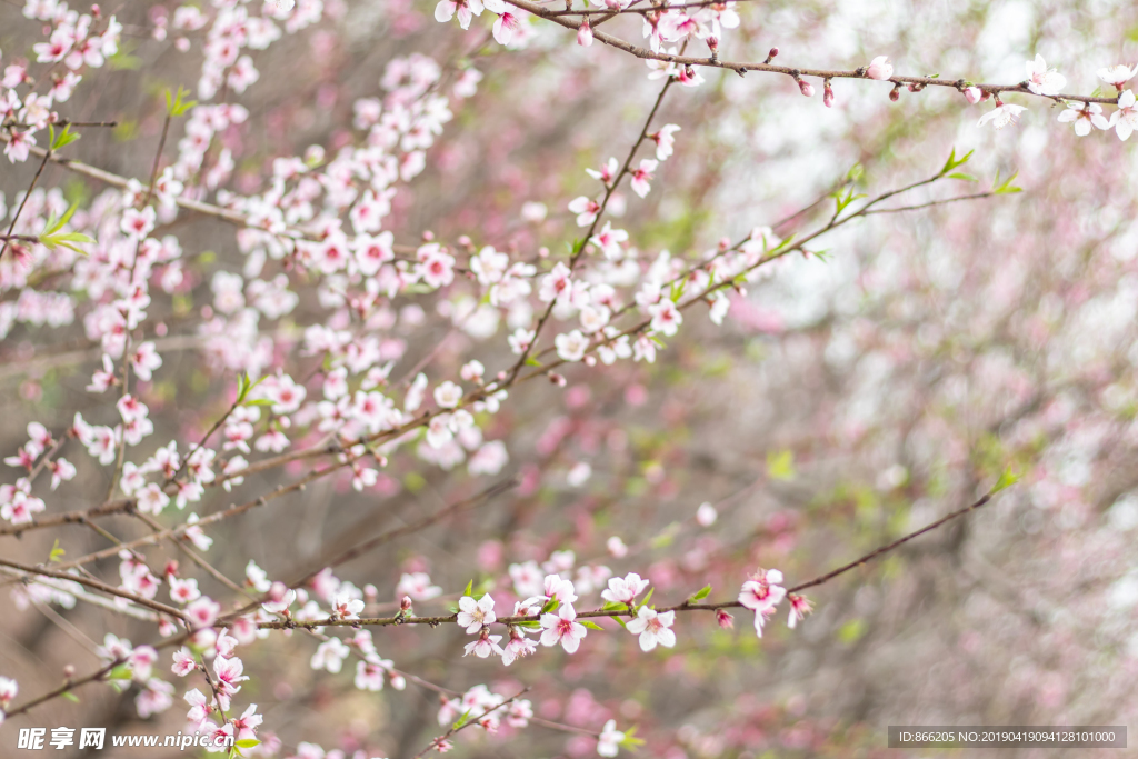 桃花