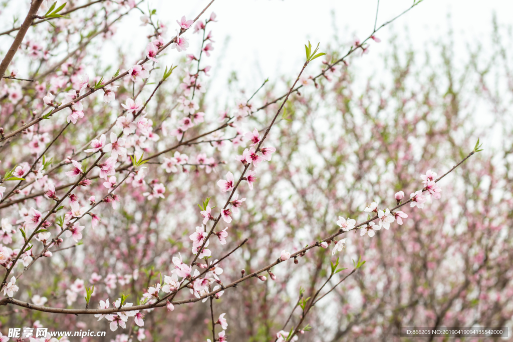 桃花