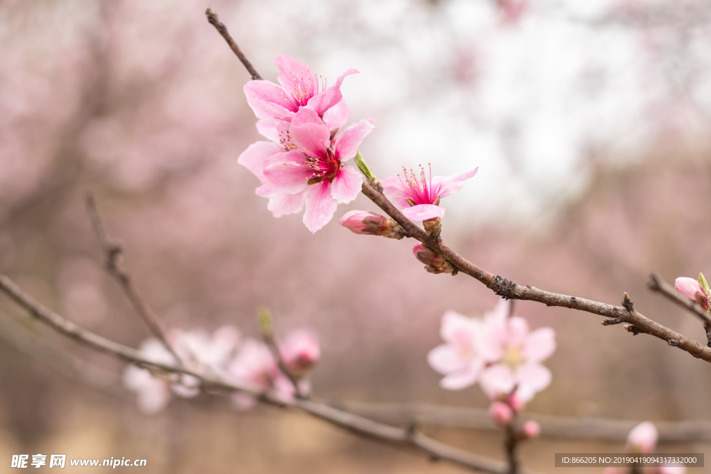 桃花