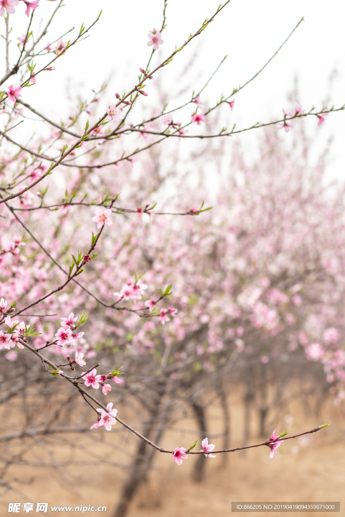 桃花