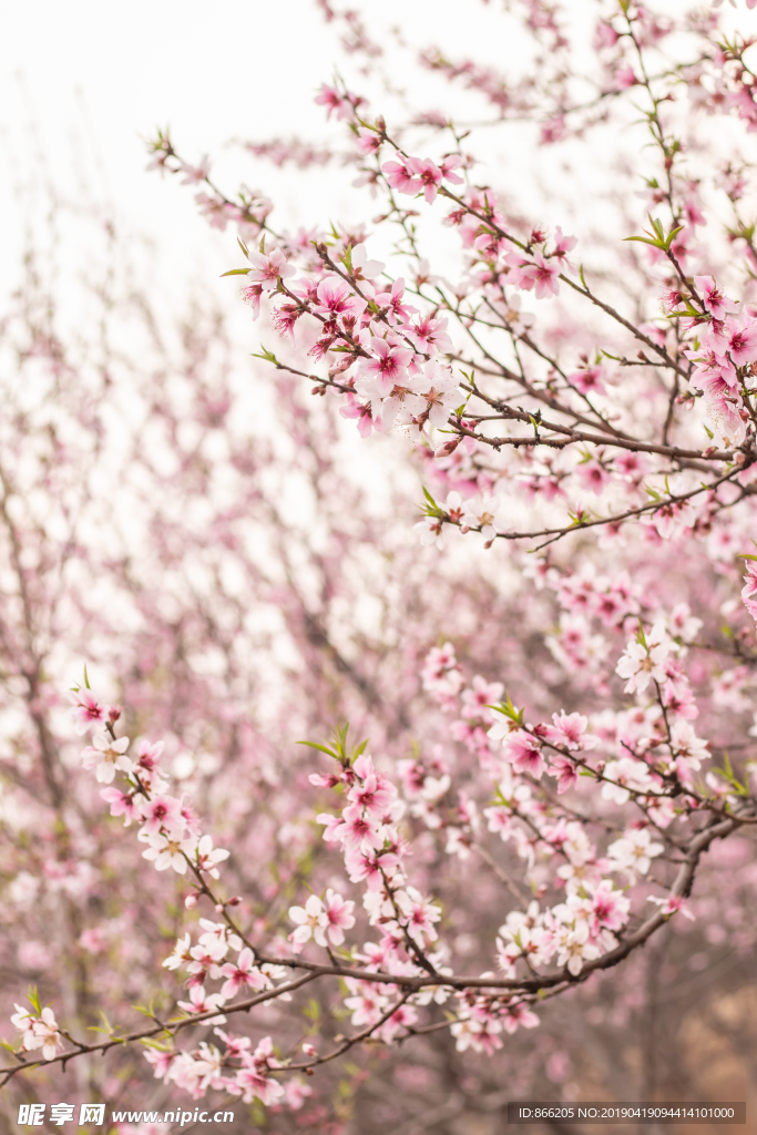 桃花