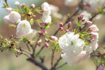 樱花树