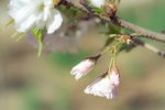 樱花树