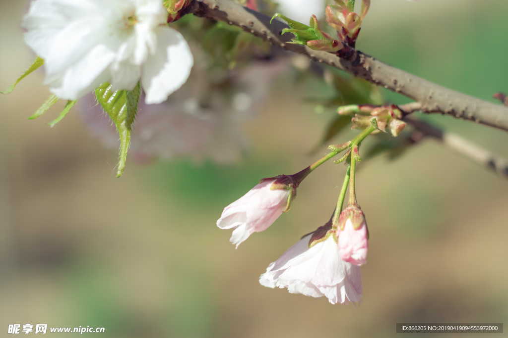 樱花树