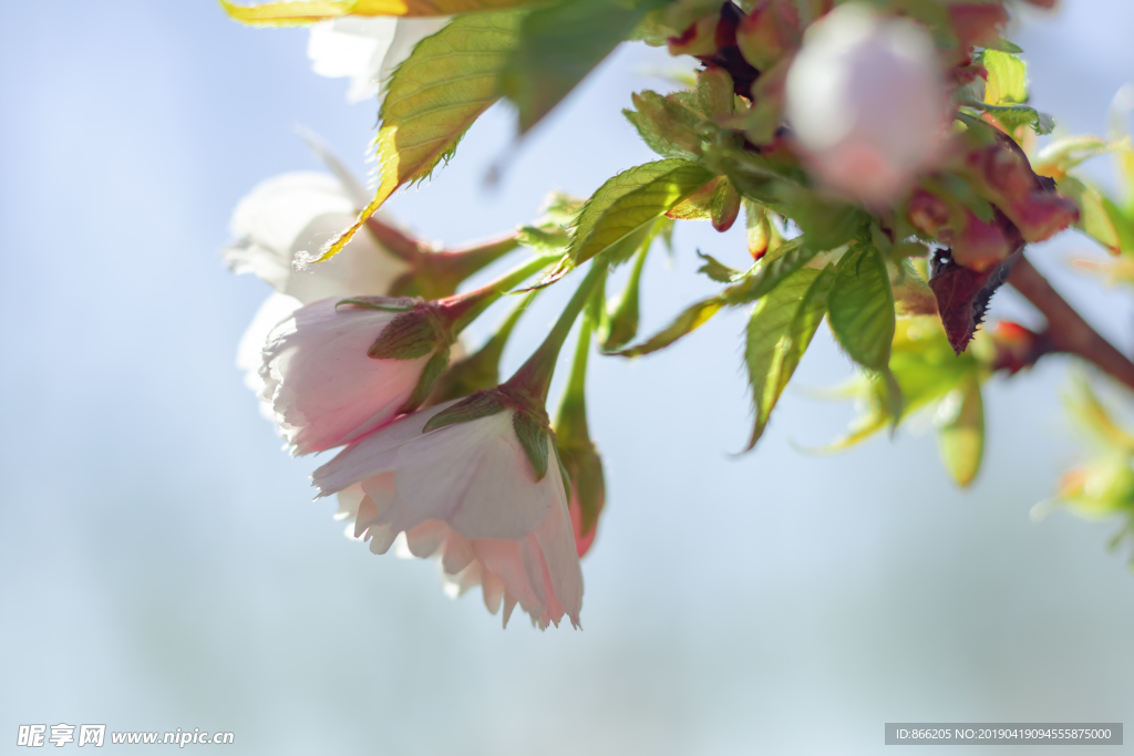 樱花树