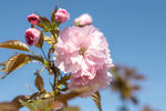 樱花树