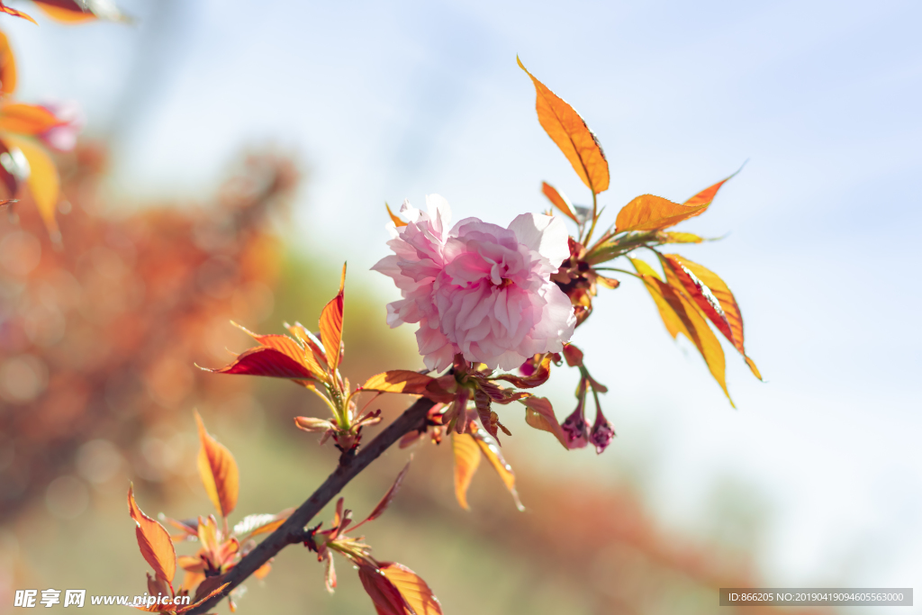 樱花树