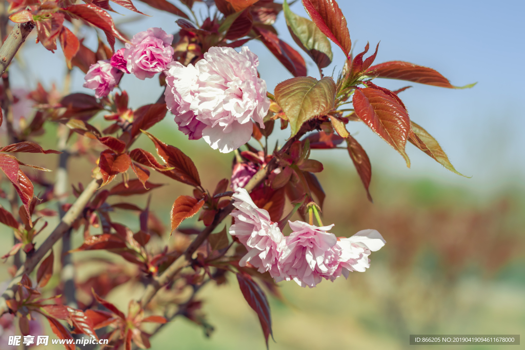 樱花树