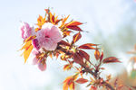 樱花树