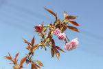 樱花树