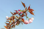 樱花树
